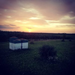 Four beehives with white and green boxes in a sunset with cornfield in the background.