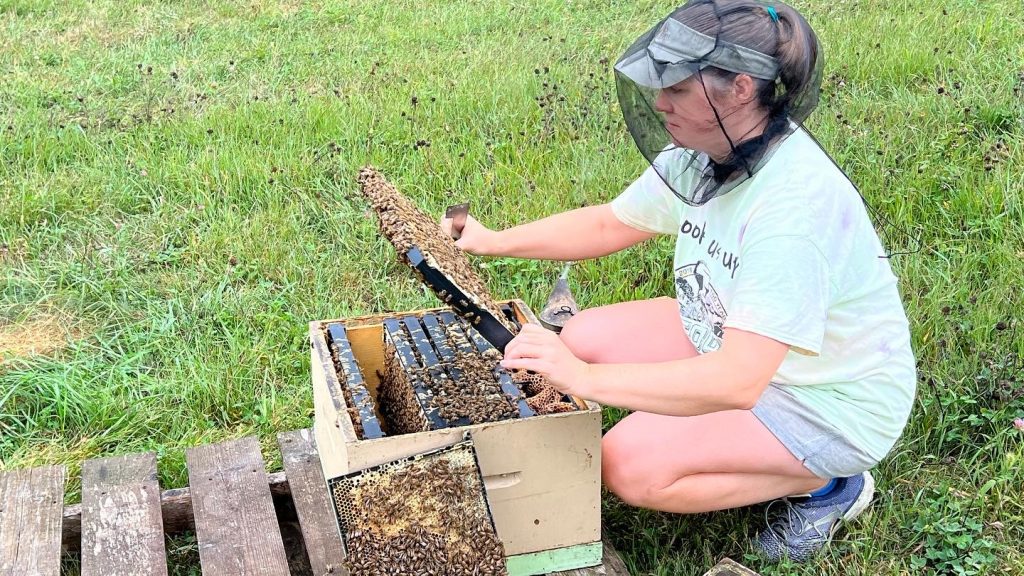 woman in a beekeeping veil with visor, wearing shorts and t-shirt while holding a black bee frame in a grass background