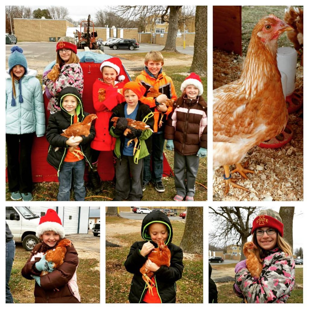 Collage of five pictures. Students holding red and white chickens. Three students along  the bottom holding chickens and the group in the top left picture. 