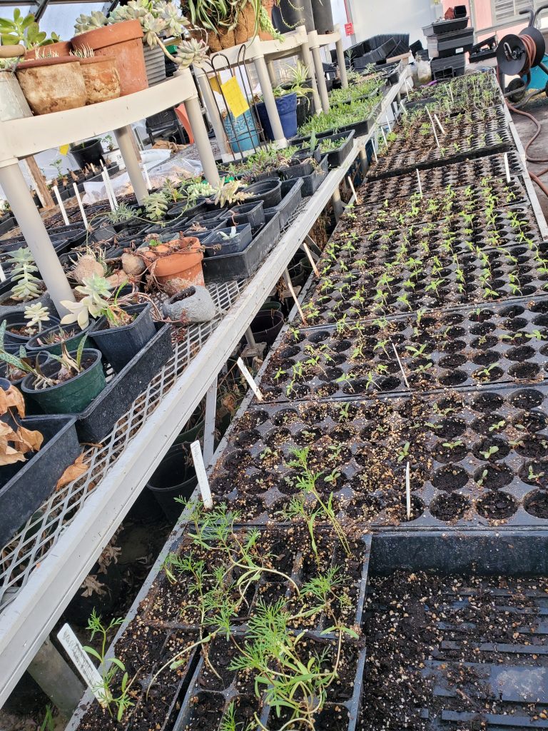 Picture of started plants in the greenhouse, filling up trays and tables all around. 