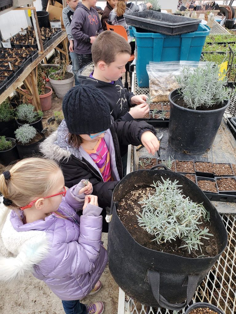Girl wearing a purple coat, then black coat and hat, then a boy in black sweatshirt, working with pots of lavender. 