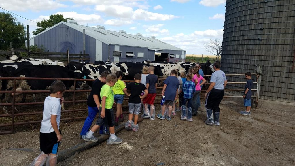 Group of students looking at black and white cows. 