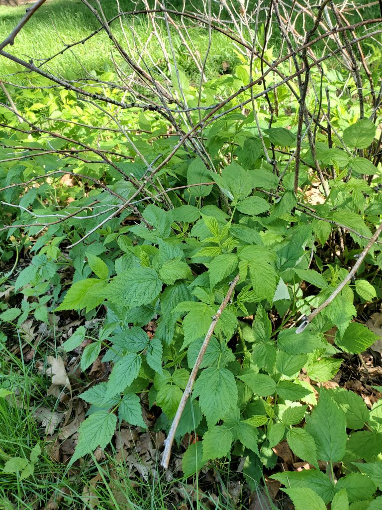 Raspberry bush with brown canes over green new growth of raspberries