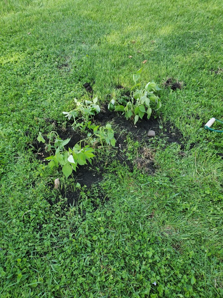 rectangle patch of plants over soil with green grass around it