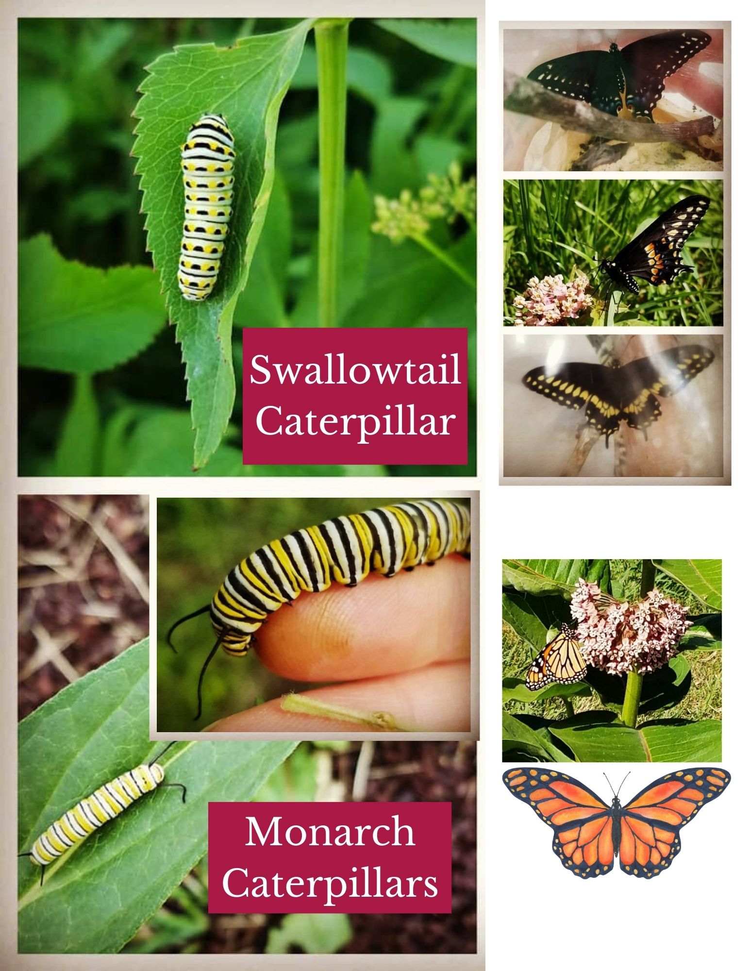 How to Grow Monarch Caterpillars from Eggs to Butterflies Indoors