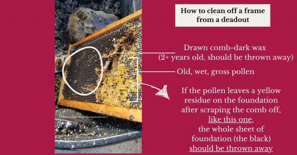 Picture on the left of a frame with drawn wax and pollen on the right. The title of the graphic is "how to clean off a frame from a deadout" with step by step instructions and considerations to make