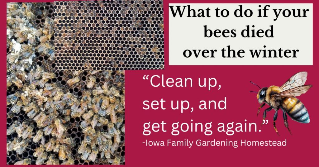 Two pictures on the left of dead honeybees with words on the right, "What to do if your bees died over the winter" and "clean up, set up, and get going again." -Iowa Family Gardening Homestead