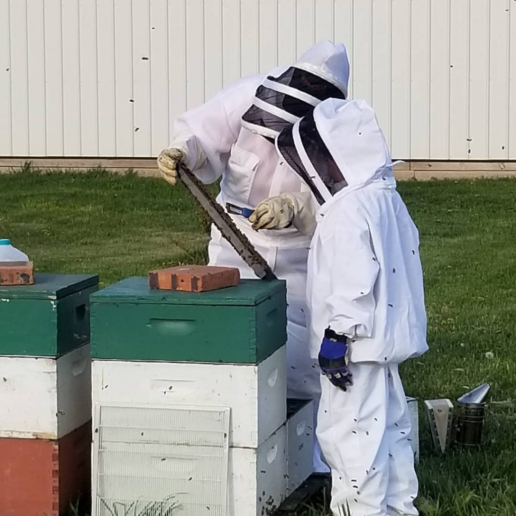 Two beekeepers in white and black bee suits looking at a black beekeeping frame with white and green beehives in front of them. 