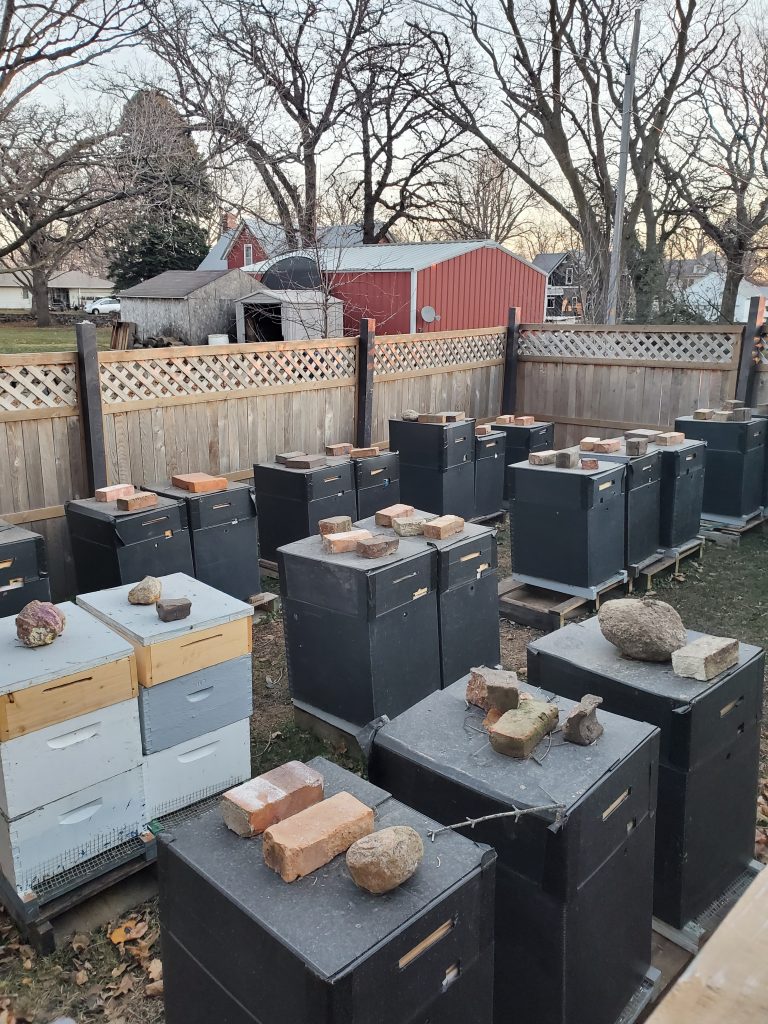Beehives covered in black coroplast covers with bricks and other rock weights sitting on top in a bee yard. 