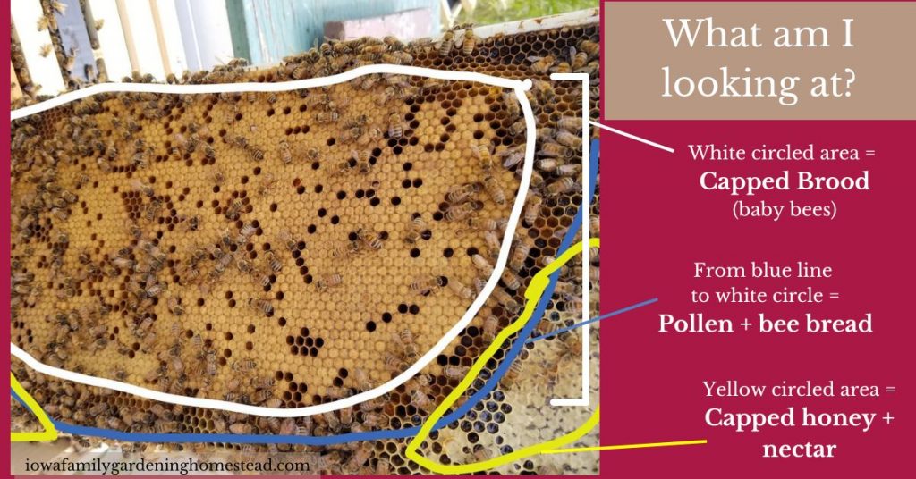 Picture of a frame of bee brood with tan color in the middle with descriptions of what is in the picture with white circle, yellow circle and blue line
