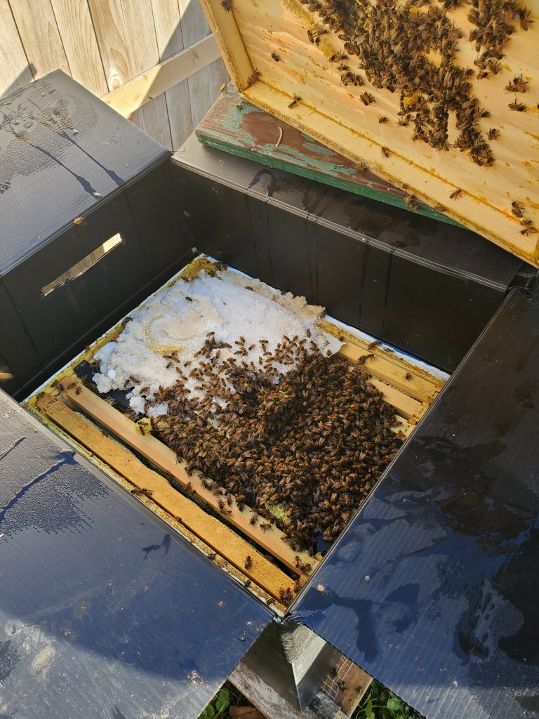 A cluster of bees surrounding a pile of white, granulated sugar on top of wood frames with a black coroplast cover around the hive. 