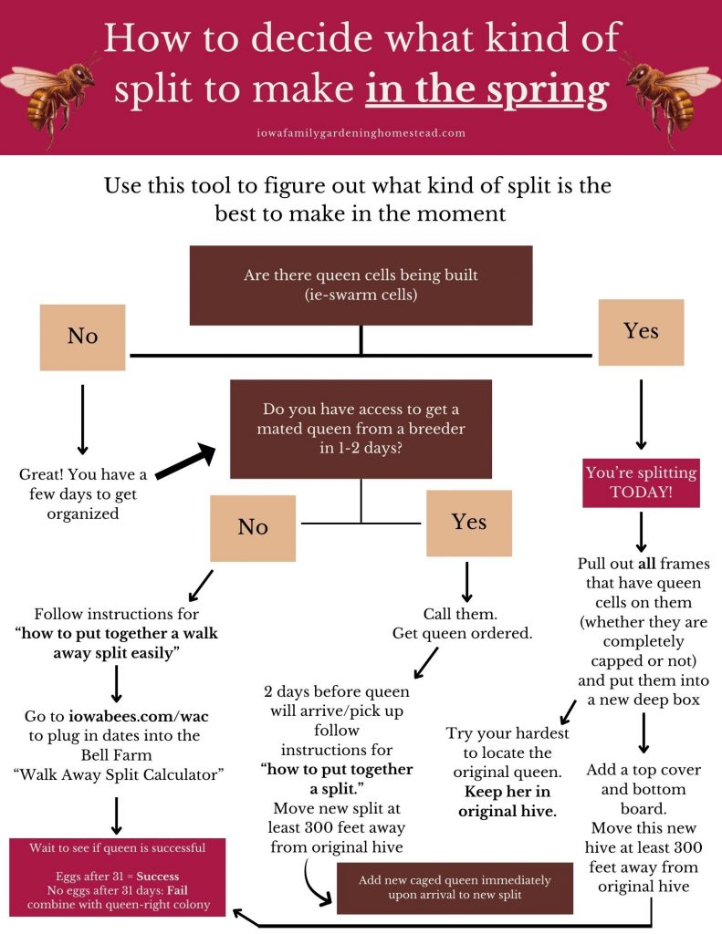 Flow chart titled, "how to decide what kind of split to make in the spring" in a red box, with dark brown question boxes throughout and tan "yes" or "no" prompts and arrows to follow with text to help with decision making