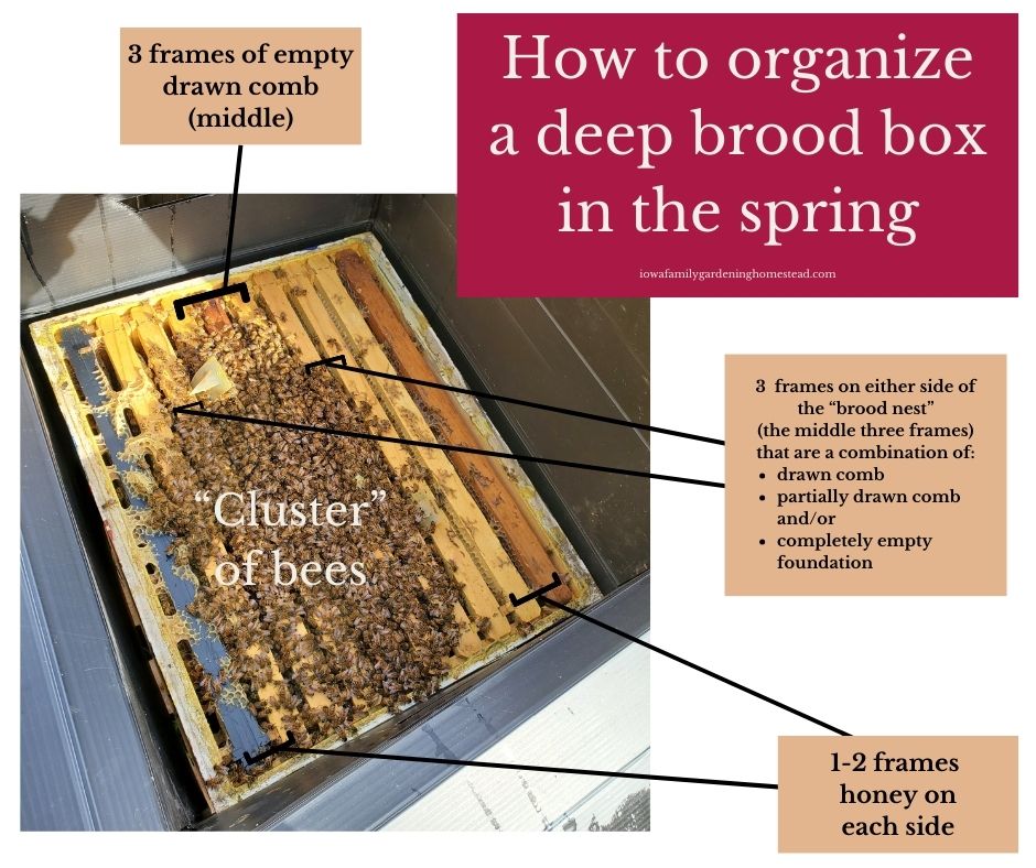 "how to organize a deep brood box in the spring" visual with arrows and brackets pointing to different parts of a beehive including a cluster of bees