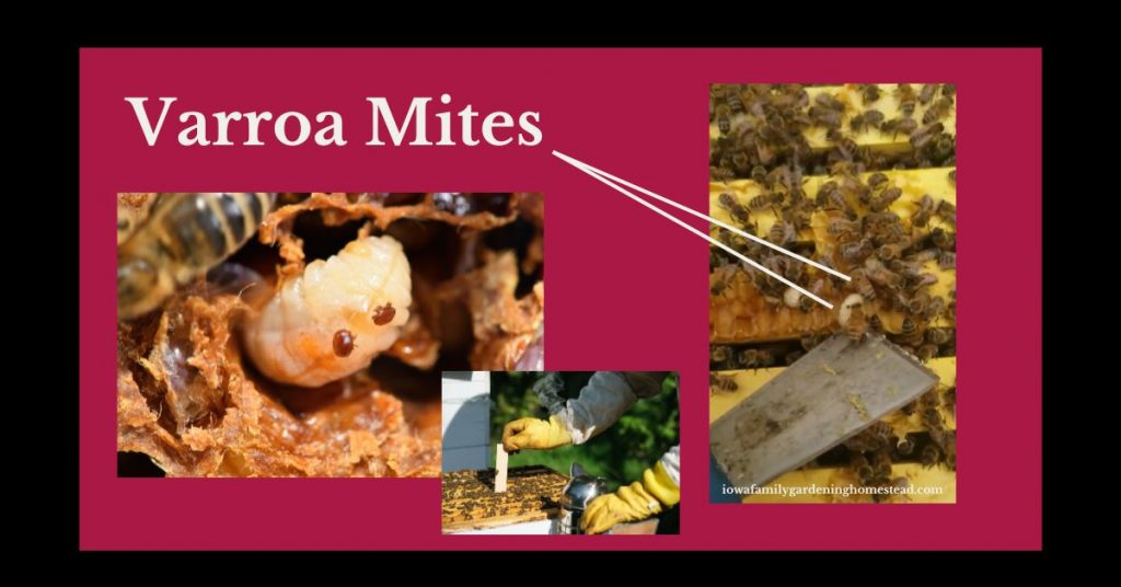 varroa mites in a picture of honey bees with white arrows pointing to them with a closeup picture on the left of a white honeybee pupa with two varroa mites on it and a beekeeper putting a strip of varroa mite treatment in a hive in the bottom middle of the whole collage over a red and black background. 
