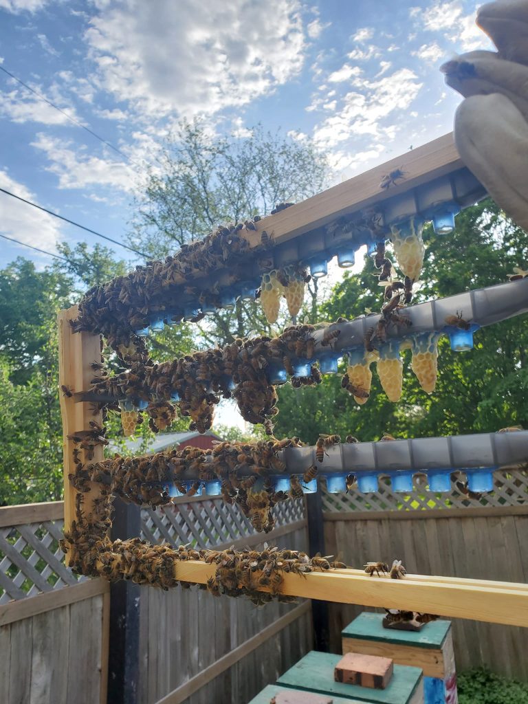 A honey bee queen grafting frame with blue queen cells and golden queen cells being held up in front of a blue sky with white clouds, green, leafy trees and a wooden lattice fence in the background. 
