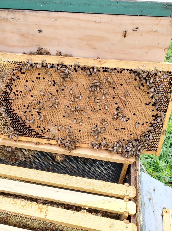 Wooden frame of capped honeybee brood sitting on top of a bee hive box. 