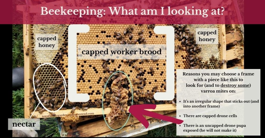A frame with golden worker bee brood with honey bees on it sitting on top of a bee hive box with frames sitting on grass. Labeled components include: capped honey, capped worker brood, nectar and a list of reasons you may choose a frame with a piece like this to look for (and to destroy some) varroa mites on