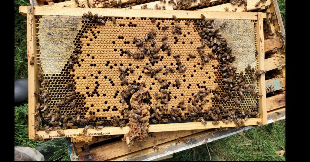 A frame with golden worker bee brood with honey bees on it sitting on top of a bee hive box with frames sitting on grass. 