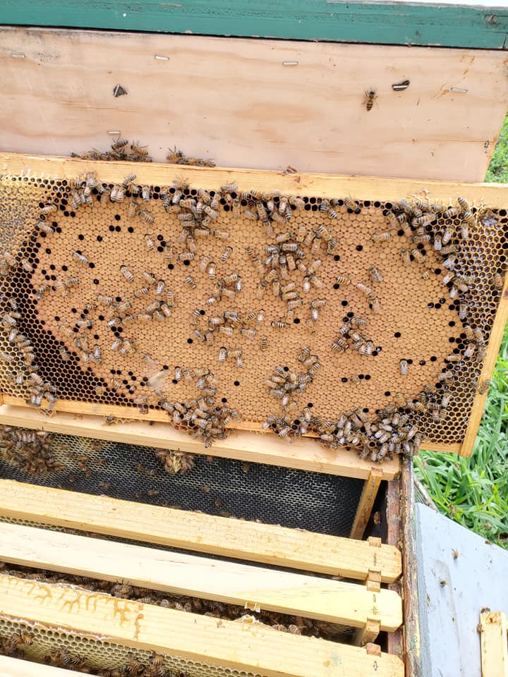 A frame of honey bee brood sitting on top of a deep brood honeybee box. 